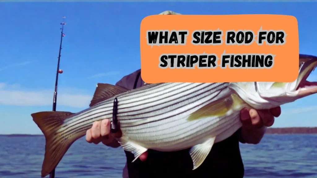 What Size Rod for Striper Fishing