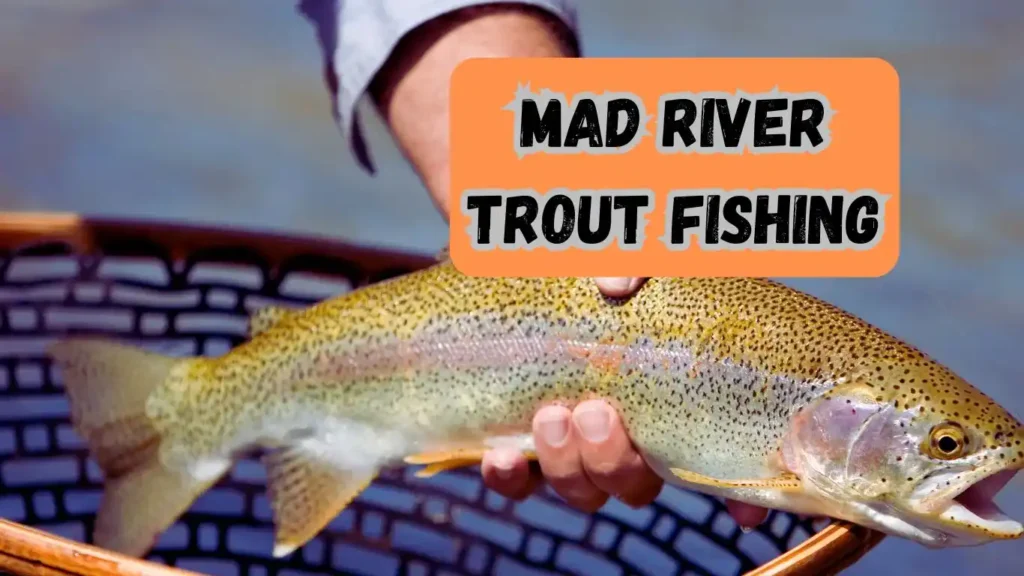 Mad River Trout Fishing