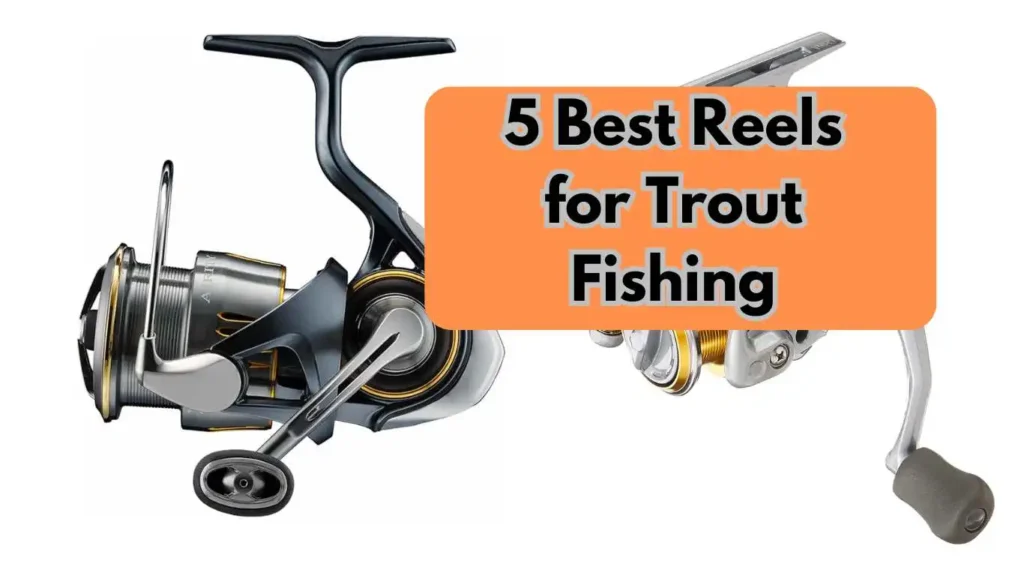 Best Reels for Trout Fishing