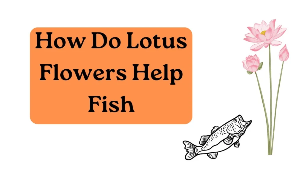 How Do Lotus Flowers Help Fish